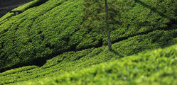 Tea Trails - Tea Fields 03