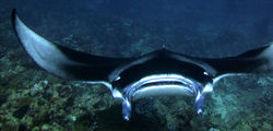 One & Only Reethi Rah - Diving with Manta Ray