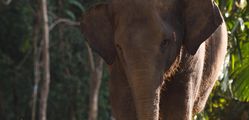 Elephant Hills - Elephant_Experience08.jpg