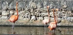 Little Whale Cay - flamingo