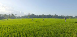 The Chedi Club - Rice-Field.jpg