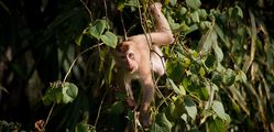 Elephant Hills - Southern-Pig-Tailed-Macaque.jpg