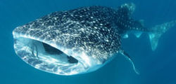 LUX* Maldives  - whaleshark